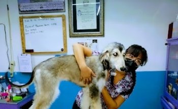 filly vet consultorio veterinario