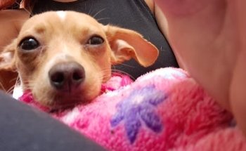 Alegro Veterinaria & Spa