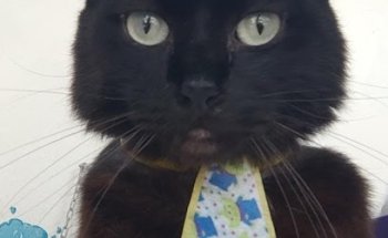 Veterinaria Chichi Suarez