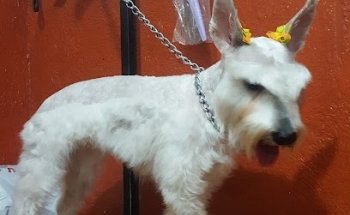 Clinica Veterinaria en Pequeñas Especies y Estetica Canina 