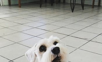 Veterinaria Mexicali - Vet Friendly