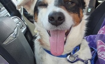 Provet Clínica Veterinaria otay