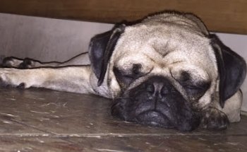 VETERINARIA SAN JOSÉ