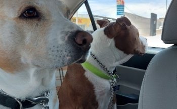 Veterinaria JIMHAR MVZ. Ruben Omar Jiménez Haro