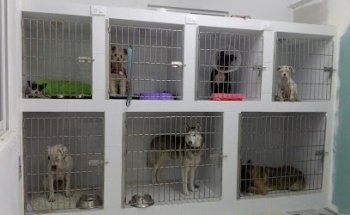 Consultorio Veterinario Koot Tsaak