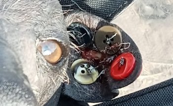 Hospital General Veterinario. (Yez Rubio)