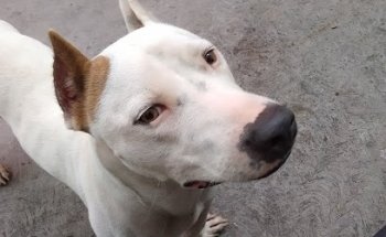 Servicios Veterinarios del Poniente