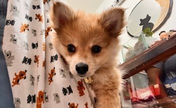 Servicio Médico Veterinario