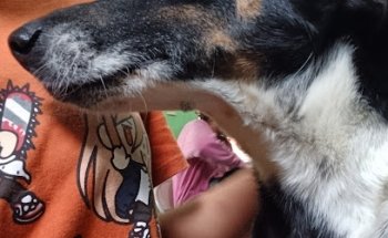 Clinica veterinaria San Francisco