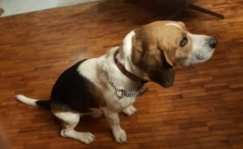 Gardens Veterinary Clinic