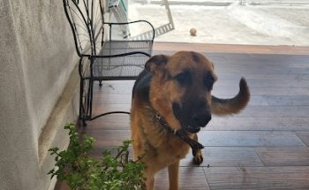 Clinica Veterinaria Ameca