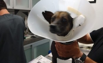 Veterinaria Miguel Hidalgo