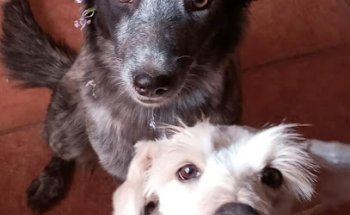 Veterinaria Herraduras