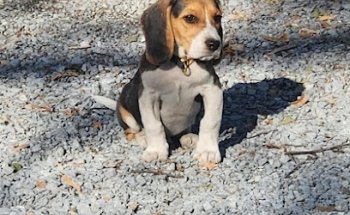 Veterinaria Animal Dr.