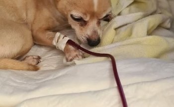 Consultorio Veterinario M.V.Z. Vianey Oropeza HOSPICAN