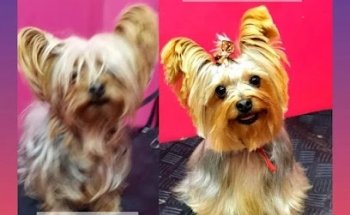 Veterinaria Perrhijos Boutique & Spa