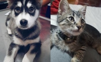 Consultorio Médico Veterinario Ohana