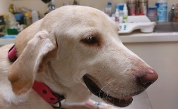 Baja Vet veterinaria