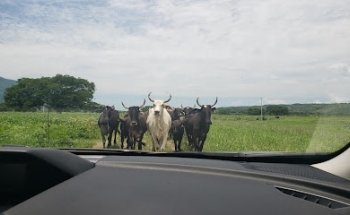 Veterinary and Food Morelos