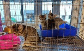 Veterinaria 2 Allvet