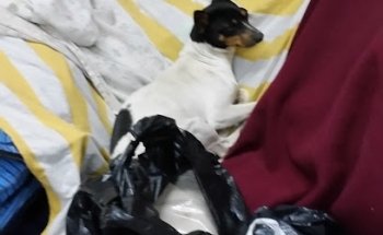 Veterianaria EL Refugio