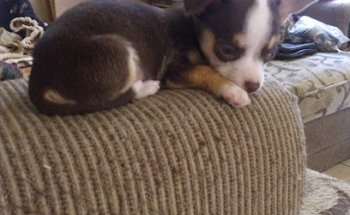 Veterinaria Tu Guau Tu Miau