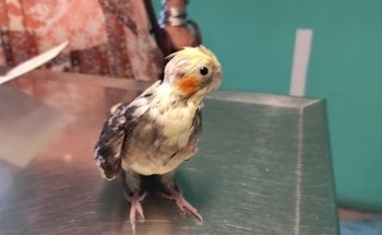 Veterinaria Mis 3 Bulls