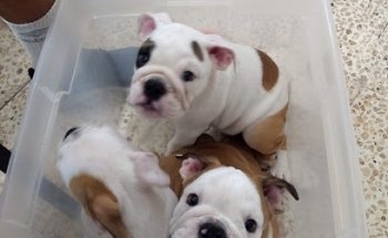 Clinica Veterinaria La Mercantil