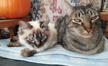 WuauWash consultorio veterinario