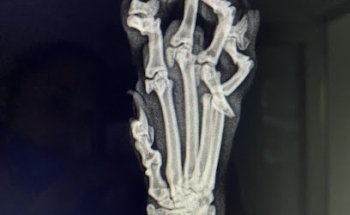 Centro Veterinario Aviacion