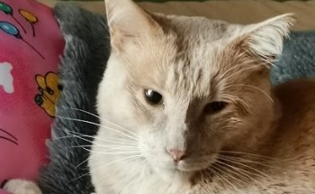 CLINICA VETERINARIA HANDY