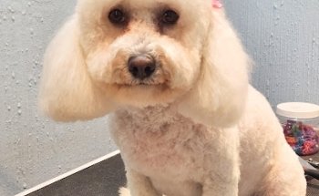 VETERINARIA MI FIEL AMIGO