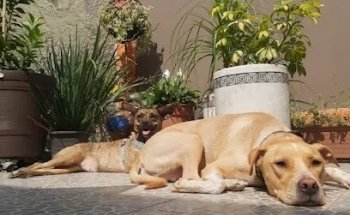 CLINICA VETERINARIA.DR.JOSE MIGUEL SANCHEZ VEGA