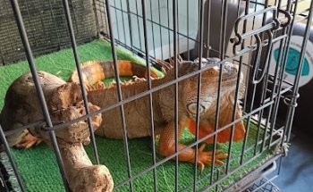 Oftanimal Health Observatorio