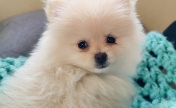 Clínica Veterinaria Mejores Amigos