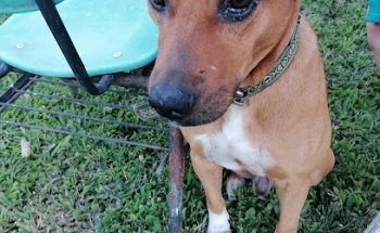 Huellas Servicios Veterinarios