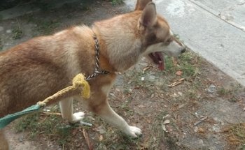 Veterinaria Valle de Lincoln