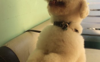 Consultorio Veterinario 