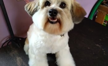 Médicos Veterinarios COLITAS FELICES PET CARE