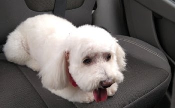 SPATITAS servicios veterinarios & spa canino