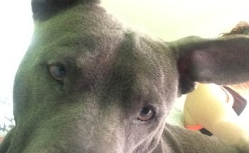 Veterinaria Cotija. (Solo watsapp)