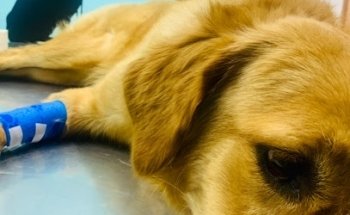 CANINE VETERINARY CLINIC AND AESTHETIC 