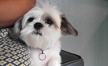 Clínica Veterinaria Mis Mascotas