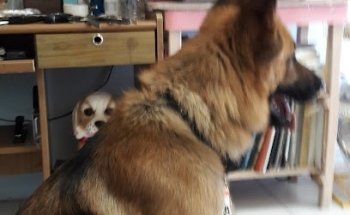 Veterinaria Sanchez Briones