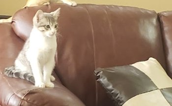 Veterinaria El Gallo