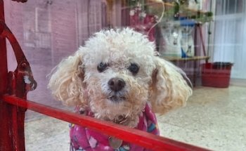 Estética Canina y Veterinaria Pelu-pet