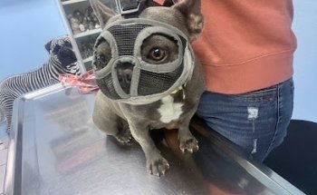 Veterinary Dr. Julio Guerrero