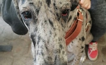 centro integral veterinario