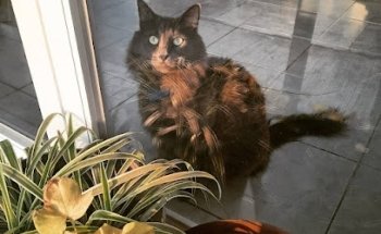 Farmacia Veterinaria Centinela