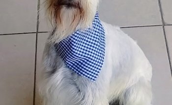 Veterinaria, Estetica y Odontologia Canina Villarreal